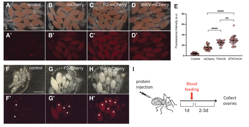 シャーガス病を媒介するキスジノミハムシ、初めて遺伝子編集に成功(Kissing bugs, vector for Chagas disease, successfully gene edited for first time)