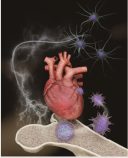 心不全の再発と多病のメカニズムを同定 ～ストレスが血液に蓄積する～