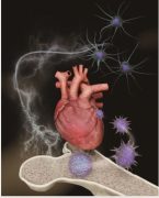 心不全の再発と多病のメカニズムを同定 ～ストレスが血液に蓄積する～