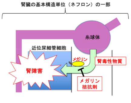 メガリンの立体構造とリガンド結合様式を解明~腎臓病の新たな創薬に向けて~ メガリンの立体構造とリガンド結合様式を解明~腎臓病の新たな創薬に向けて~