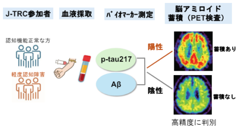 血液バイオマーカーを用いて、超早期段階での脳アミロイド PET 検査結果の予測を実現~アルツハイマー病の早期診断と治療に光~ 血液バイオマーカーを用いて、超早期段階での脳アミロイド PET 検査結果の予測を実現~アルツハイマー病の早期診断と治療に光~