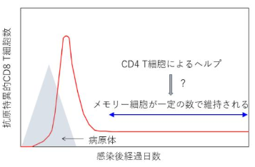 免疫記憶を担うメモリーCD8 T細胞の恒常性維持機構を解明～持続的IFN-ɤシグナルは免疫記憶を弱体化する～