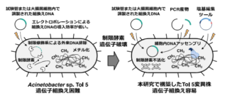 遺伝子組み換え困難な細菌を遺伝子組み換えしやすく改変 ～バイオものづくりへの応用に期待～