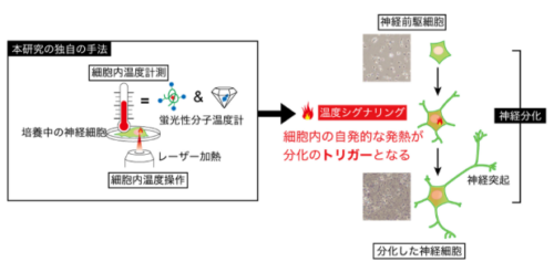 細胞内の熱が神経分化を駆動する～自ら作りだす細胞内の熱が神経再生の鍵である～