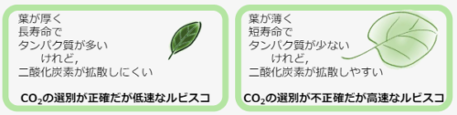進化によるCO2固定酵素の最適化が葉の多様性を支える ～世界自然遺産小笠原諸島で共存する樹木から解明～