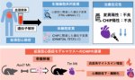 クローン性造血による拡張型心筋症患者の予後増悪を解明～患者ゲノム解析および疾患モデルマウス解析の統合により病態機序を解明～