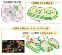 タンパク質上の糖鎖合成はゴルジ体のどこで行われる?最新技術で明らかにしたゴルジ体の真の姿～糖鎖合成異常から起こる病気の診断、治療法開発に期待～