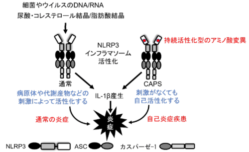 プロテインアレイを用いた大規模探索でNLRP3インフラマソーム活性化の新たな調節因子を発見～希少難病の病態解明に期待～