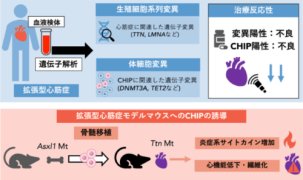 クローン性造血による拡張型心筋症患者の予後増悪を解明～患者ゲノム解析および疾患モデルマウス解析の統合により病態機序を解明～