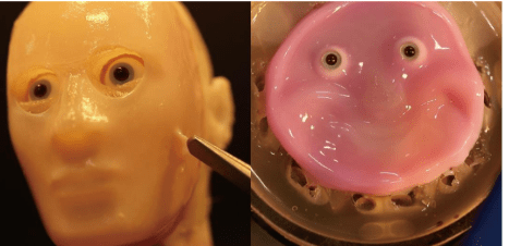 生きた皮膚を持つロボットの顔～皮膚支帯構造に着想を得た、ロボットへの皮膚組織固定手法を開発～