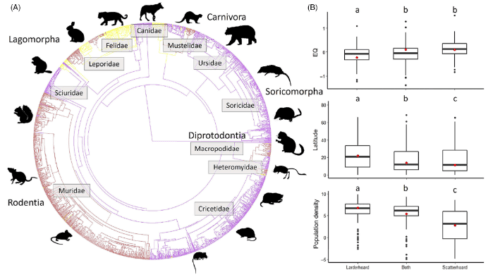リスを飼う: 絶滅の危機に瀕するリスを保護するため、食べ物をため込む行動を解明する(Squirreling it away: Unraveling food hoarding behavior to conserve endangered squirrels)