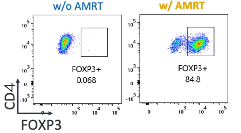 キメラ抗原受容体を導入したヒトiPS細胞由来のCD4陽性制御性T細胞(Treg)様細胞はマウス異種移植モデルにおいてGVHDを制御する