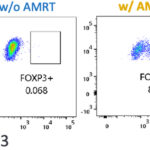 キメラ抗原受容体を導入したヒトiPS細胞由来のCD4陽性制御性T細胞(Treg)様細胞はマウス異種移植モデルにおいてGVHDを制御する