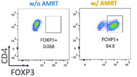 キメラ抗原受容体を導入したヒトiPS細胞由来のCD4陽性制御性T細胞(Treg)様細胞はマウス異種移植モデルにおいてGVHDを制御する