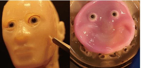 生きた皮膚を持つロボットの顔～皮膚支帯構造に着想を得た、ロボットへの皮膚組織固定手法を開発～