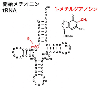 トランスファーRNAを修飾する酵素が脳機能を支える仕組みを解明 ～RNA修飾の欠失による脳の病気の一般原理の理解へ～