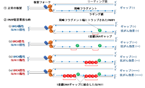 卵巣がん治療薬の効果を高めるSLFN11の機能を解明～PARP阻害薬の効果予測因子として期待～