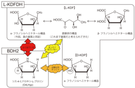 酵素の真の基質の姿が明らかに