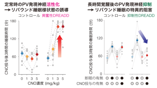 徹夜後に長く深く眠る仕組みを解明 ～大脳皮質の抑制性神経が眠気の強弱に応じて睡眠を誘導する～