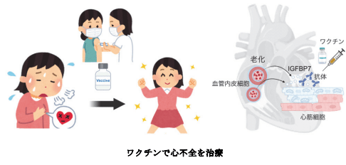 心不全ワクチンの開発に期待～IGFBP7による心筋細胞代謝抑制メカニズムを解明～