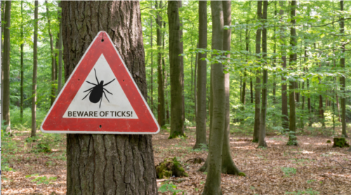 ポワッサン・ウイルスに感染したマダニに咬まれても発病する人は少ないという新しい研究結果(New Research Suggests Few People Get Sick After Bite from Ticks Infected with Powassan Virus)