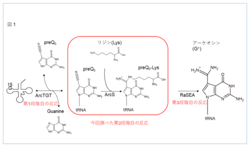 ヌクレオシドにも作用するtRNA修飾酵素を発見～アーケオシン合成の第二段階目酵素・ArcSの基質認識機構を解明～