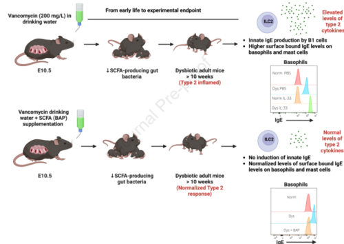 初期抗生物質が免疫力をアレルギーに変えるメカニズムが解明される(UBC research pinpoints how early-life antibiotics turn immunity into allergy)