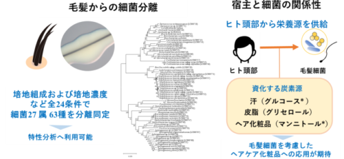 ヒト頭髪から細菌を分離し特異な炭素資化性を発見～細菌は毛髪で皮脂や汗だけでなくヘアケア剤も栄養として利用し定住する。 毛髪化粧品開発に期待～