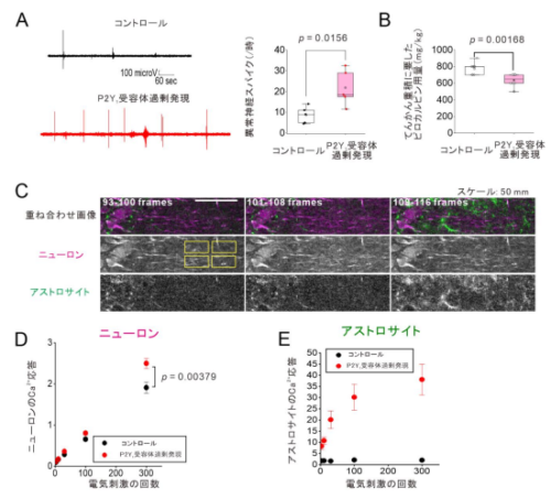 脳の異常興奮を引き起こすグリア物質の発見