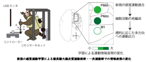 霊長類での感覚運動学習を可能とする大脳皮質運動野の動的活動変化を解明