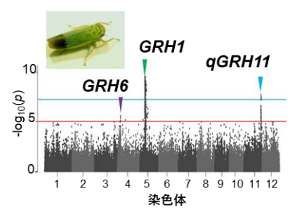 ミャンマーの在来品種からイネ害虫に対する新たな抵抗性遺伝子を発見～虫に強いイネの品種改良が加速化～