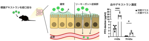 腸上皮バリアの破綻とIgA腎症との関連を新規マウスモデルで実証～腸内細菌の制御がIgA腎症の治療法として期待～