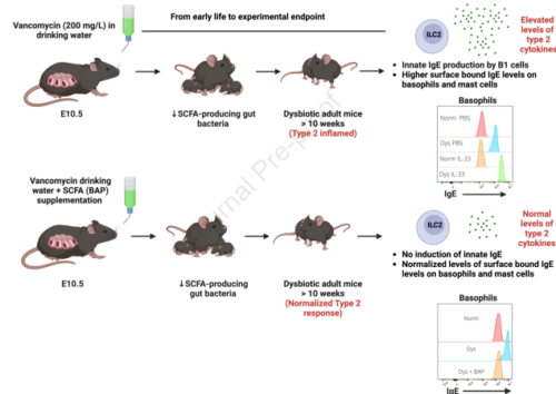初期抗生物質が免疫力をアレルギーに変えるメカニズムが解明される(UBC research pinpoints how early-life antibiotics turn immunity into allergy) 初期抗生物質が免疫力をアレルギーに変えるメカニズムが解明される(UBC research pinpoints how early-life antibiotics turn immunity into allergy)