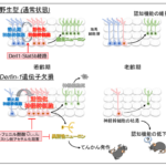 世界初!生涯をとおして脳内でニューロンが作られ続ける新規メカニズムを発見～認知障害やてんかん発作を抑えることに成功～