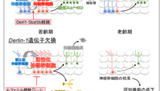 世界初!生涯をとおして脳内でニューロンが作られ続ける新規メカニズムを発見～認知障害やてんかん発作を抑えることに成功～