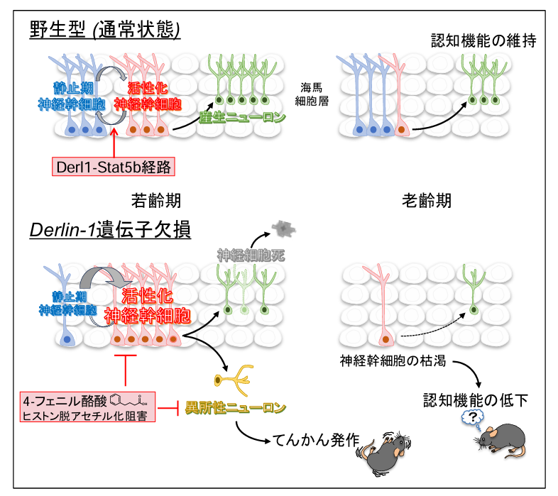 世界初!生涯をとおして脳内でニューロンが作られ続ける新規メカニズムを発見～認知障害やてんかん発作を抑えることに成功～