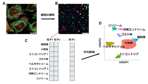 複雑な細胞小器官の状態を一目で理解する方法を開発 ~蛍光イメージングと多パラメーター次元削減法を用いたオルガネラランドスケープ解析法~ 複雑な細胞小器官の状態を一目で理解する方法を開発 ~蛍光イメージングと多パラメーター次元削減法を用いたオルガネラランドスケープ解析法~