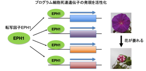 【10月1日】アサガオの花の寿命を延ばす化合物を発見～花弁の老化調節因子を標的とした機能阻害化合物の選抜に成功～(記者説明会の実施)