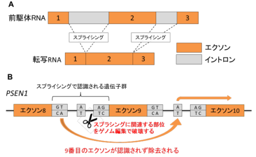 ゲノム編集技術によるヘテロ接合型でのエクソン欠損霊長類の作製に成功～アルツハイマー病の病態解析、新薬開発の貢献に期待～