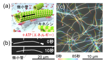 タンパク質が吸着しない微小デバイスで生体ナノマシンの動きを操る～ダブルポリマー処理したマイクロ流体デバイスが微小管の動きを高効率に制御～