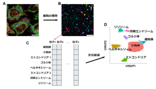 複雑な細胞小器官の状態を一目で理解する方法を開発 ～蛍光イメージングと多パラメーター次元削減法を用いたオルガネラランドスケープ解析法～