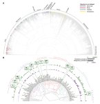 脊椎動物のがん有病率に関する最大規模の集計が完了(Researchers complete the largest compilation of cancer prevalence across vertebrates) 脊椎動物のがん有病率に関する最大規模の集計が完了(Researchers complete the largest compilation of cancer prevalence across vertebrates)