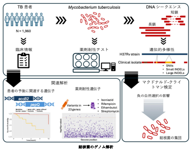 結核菌ゲノムの遺伝的多様性の包括的解析と病原性との関連