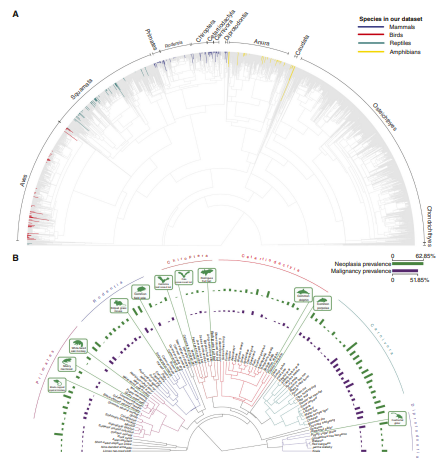 脊椎動物のがん有病率に関する最大規模の集計が完了(Researchers complete the largest compilation of cancer prevalence across vertebrates)