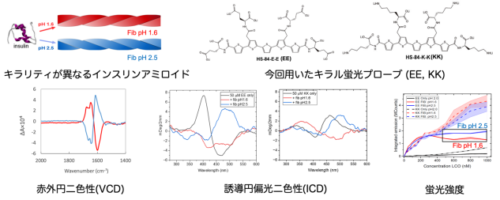 アミロイドのキラリティを蛍光プローブで明らかに～キラルな蛍光プローブによるアミロイドの構造多型分析～