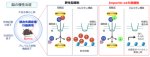 脳内炎症と統合失調症とをつなぐ新たな分子を発見～未だ根本的な治療法の存在しない統合失調症の原因を解明する新たなモデルマウスとして期待～