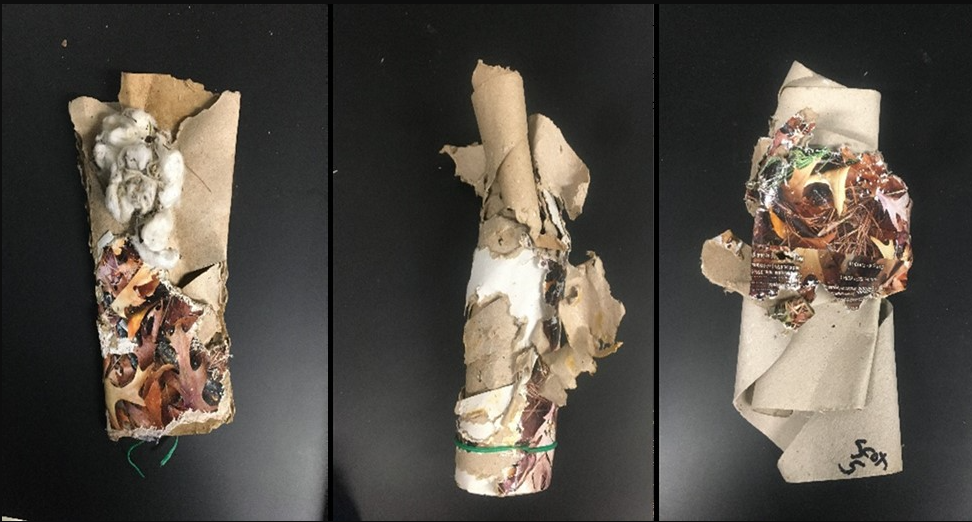 ダニ駆除チューブはマウスの寄生虫を減らすのに役立つが、時間と頻度が重要(Tick tubes help reduce the parasites on mice, but time and frequency matters)