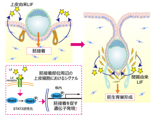 着床不全が起きる仕組みの1つをマウスを用いて解明 ～着床過程の解明が示唆する、着床不全の新たな診断・治療戦略の可能性～