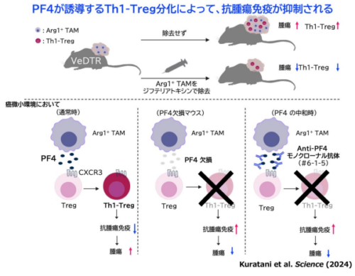 自己免疫を起こさないがん免疫活性化法を開発 ～腫瘍随伴マクロファージのPF4は、がん免疫を抑制するTh1-Tregを誘導する～