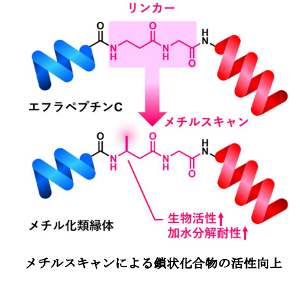 抗がん活性天然物の機能向上～シミュレーションと固相合成戦略を応用した高活性分子の効率的創出～